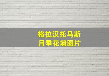 格拉汉托马斯 月季花墙图片